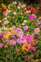 A stunning array of dahlias showcases their vibrant colors in a beautiful garden, radiating joy