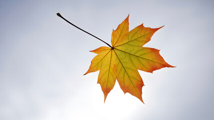 Close up photograph of a single autumn maple leaf isolated against a pure white background highlighting seasonal color shape and minimal design
