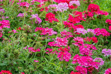 A lively garden bursts with vibrant pink and purple flowers swaying gently in the spring breeze