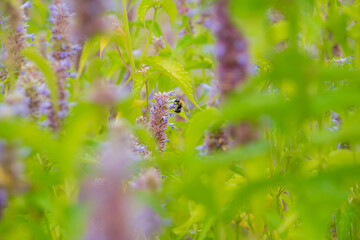 A bee flits through colorful flowers, collecting nectar in a lush green garden filled with life