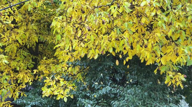 Branches of walnut with yellow leaves, cherry with green leaves