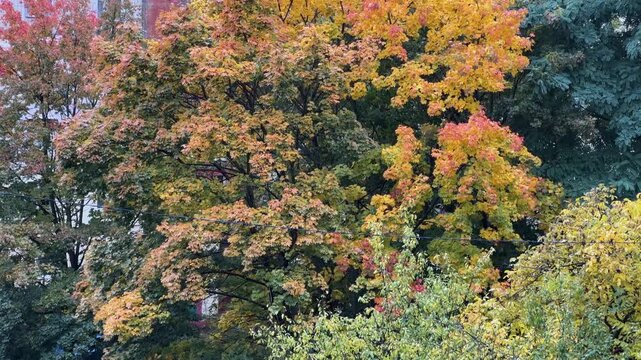 Top of maple with autumn leaves against multistory building