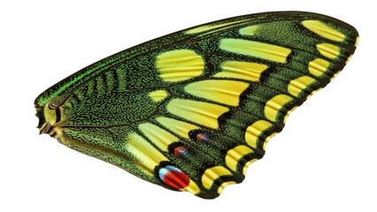 Exotic green and yellow butterfly wing isolated PNG, vibrant insect pattern on transparent background for design and educational use © Vasilis