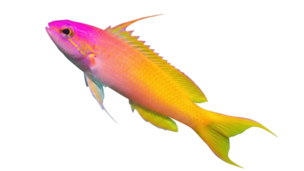 Vibrant anthias fish PNG isolated on transparent background, colorful tropical reef fish with yellow and pink hues, marine life
