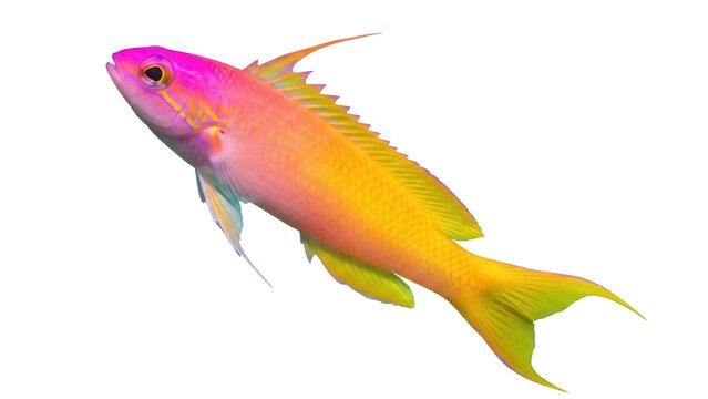 Vibrant anthias fish PNG isolated on transparent background, colorful tropical reef fish with yellow and pink hues, marine life