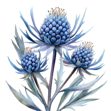 Sea Holly Flower, clipart vector in watercolor style with flowing brushwork, isolated on a white background.