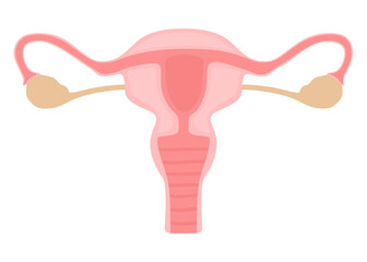 Female Reproductive System Anatomy Illustration 