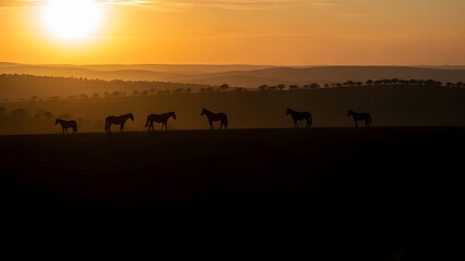 Serene sunset over expansive plains featuring a silhouette of five horses grazing peacefully in
