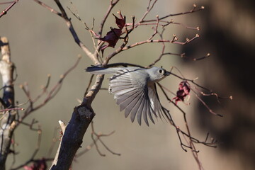 Grey tufted titmouse songbird in flight, against wintery blurry background.  © Mark