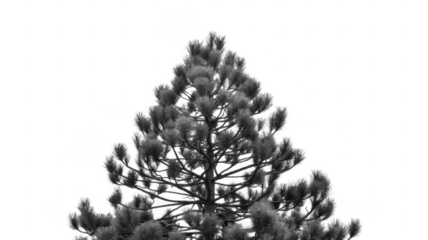 Pine tree in grayscale isolated on a transparent background monochrome black