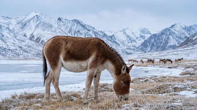 kiang herd eating in snowy mountains tso-kar lake ladakh india landscape video