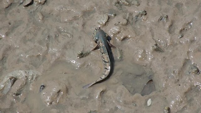 Mudskipper in its natural habitat in mud