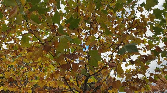 Young plane tree with autumn leaves in overcast windy day