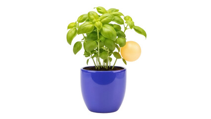Fresh basil plant in blue pot isolated PNG, culinary herb for cooking and flavoring dishes on transparent background