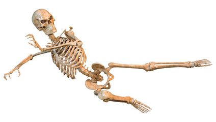 3D Rendering Human Skeleton on White