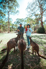relaxed travelers interact closely with inquisitive kangaroos in sunny grassy reserve