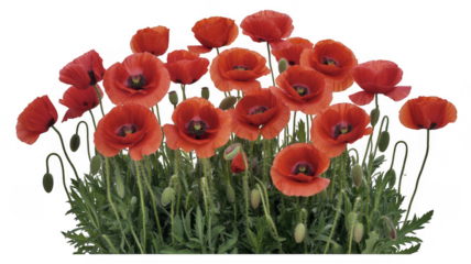 Red Poppies with Green Stems and Leaves isolated on a transparent background flowers