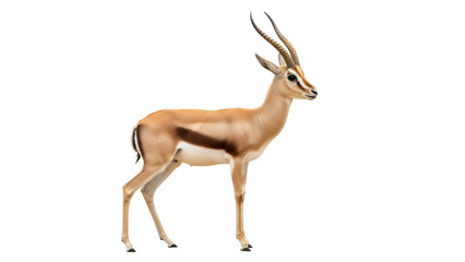 Elegant tan gazelle with long horns isolated PNG, graceful antelope on transparent background for wildlife and nature designs