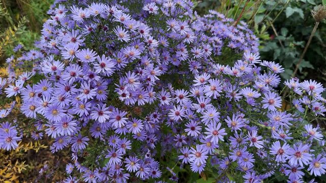 Bush of aster with purple flowers in autumn overcast day