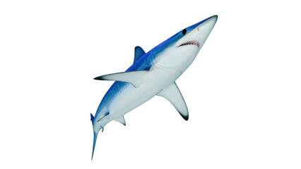Blue shark PNG isolated on transparent background, marine predator with streamlined body and sharp teeth for wildlife and ocean themes