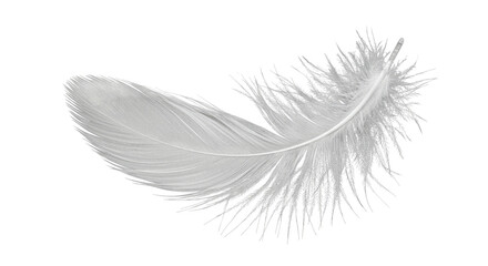 Obraz premium A single white feather isolated on transparent background