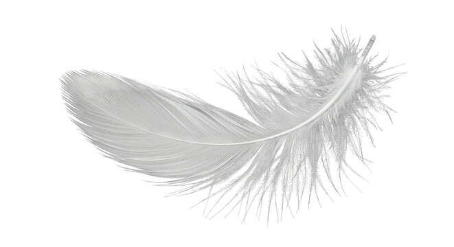 A single white feather isolated on transparent background