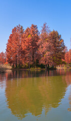 Autumn reflections of dawn redwood forests in Shanghai