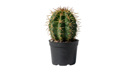 Small green barrel cactus with sharp yellow spines in a black pot, a resilient desert plant, isolated on transparent background