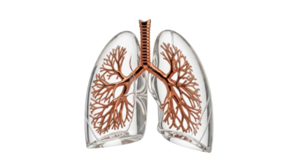 Human lungs anatomy isolated PNG on transparent background, respiratory system with trachea and bronchi for medical and educational use
