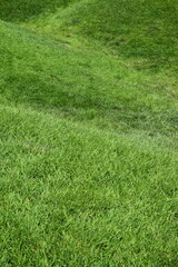 green grass background