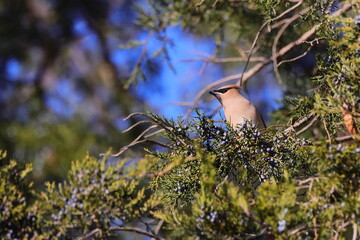 Cedar waxwing bandit-looking bird perched on cedar tree eating blue cedar berries. 