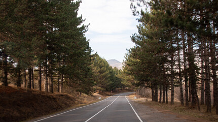 Car-free route through the forest into the mountains