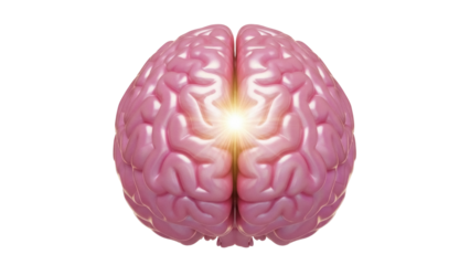 Pink human brain PNG isolated on transparent background, anatomical organ for medical study and creative projects, mind power concept