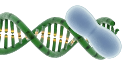 Green DNA molecule with protein isolated PNG on transparent background, genetic code and biotechnology concept for scientific research