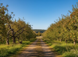 Fototapeta premium Scenic Path Through Apple Orchard Under Clear Blue Sky
