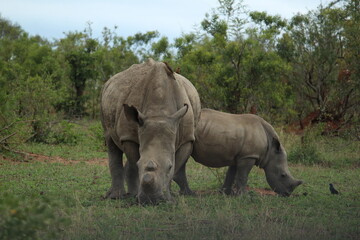 Fototapeta premium White Rhino (Ceratotherium Simum)