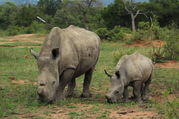 Obraz premium White Rhino (Ceratotherium Simum)