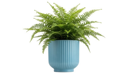 Boston fern in blue pot isolated PNG, vibrant green houseplant on transparent background for...
