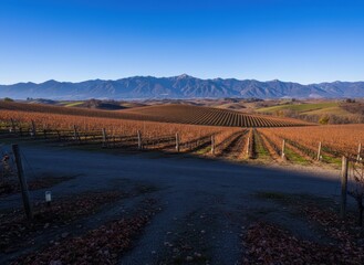 Obraz premium Scenic Mountain View Over Rows of Vineyard at Dusk in Autumn