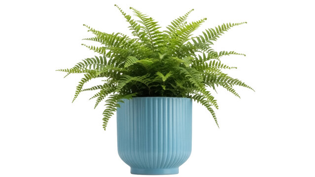 Boston fern in blue pot isolated PNG, vibrant green houseplant on transparent background for interior decor and design projects