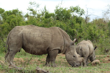 Fototapeta premium White Rhino (Ceratotherium Simum)
