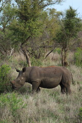 Obraz premium White Rhino (Ceratotherium Simum)