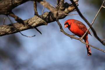 Male northern cardinals inflight fighting at safflower tube bird food feeder, against blurry blue background. 