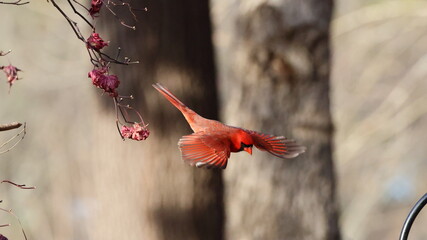 Male northern cardinals inflight fighting at safflower tube bird food feeder, against blurry blue background. 