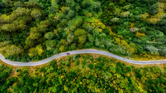 Aerial view of a winding road slicing through dense forest, a lone car navigating the vibrant green canopy at Chele La Pass, Paro, Bhutan.