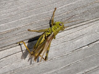 differential grasshopper on wood