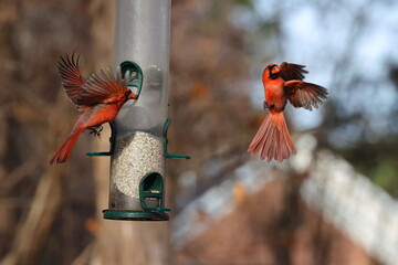 Male northern cardinals inflight fighting at safflower tube bird food feeder, against blurry blue background. 