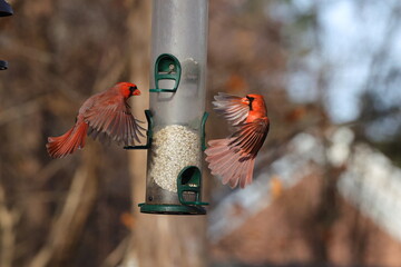 Male northern cardinals inflight fighting at safflower tube bird food feeder, against blurry blue background. 