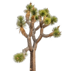 Joshua tree plant with green spiky leaves isolated on a transparent background