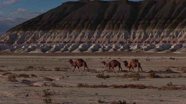 Three bactrian camels walking through the ustyurt plateau desert in Bokty mountain, Kazakhstan